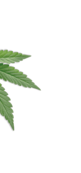 A cut leaf of the cannabis plant
