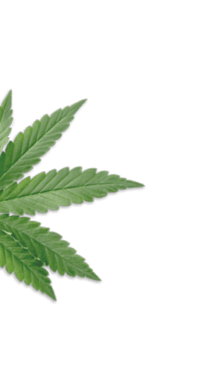 A leaf of the cannabis plant