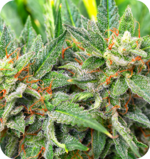 Craft cannabis plant