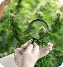 Magnifying glass showing medical cannabis plant