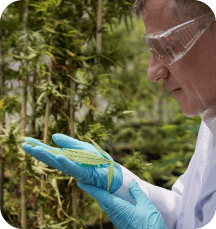 Man holding medical cannabis in his hands