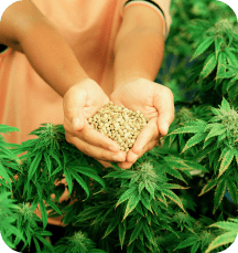 Two hands holding seeds of craft cannabis