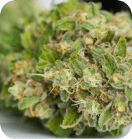 Zoom on craft cannabis plant