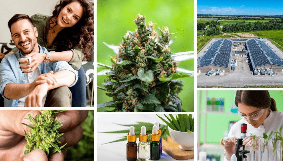 Collage of happy people and medical cannabis photos. In addition there are pictures of craft cannabis