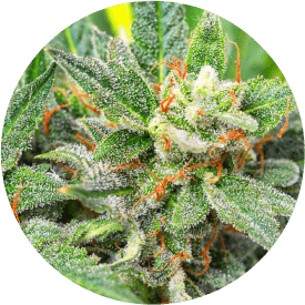 High quality craft cannabis